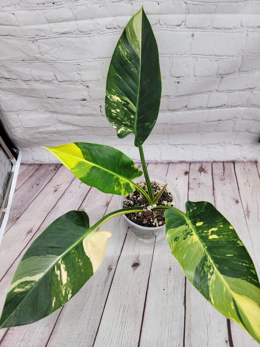 Philodendron Green Congo Variegated  - big