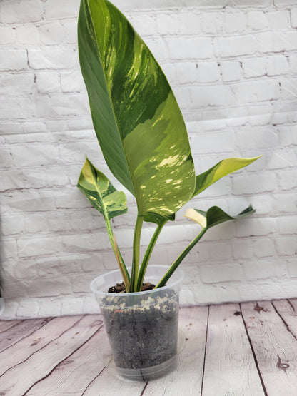 Philodendron Green Congo Variegated  - big