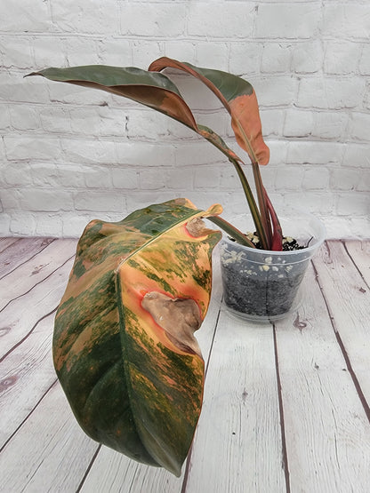 Variegated Philodendron Imperial Red