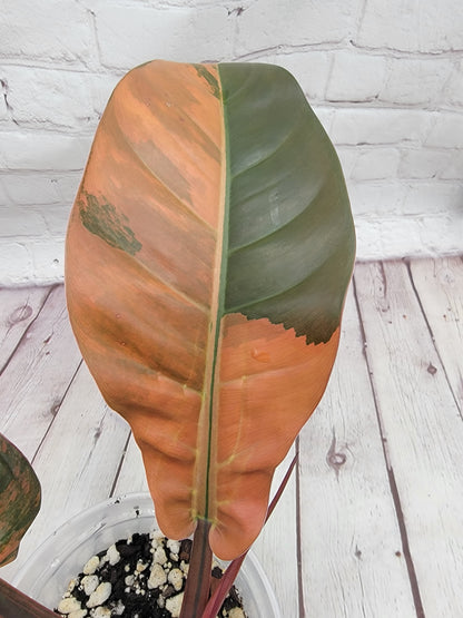 Variegated Philodendron Imperial Red