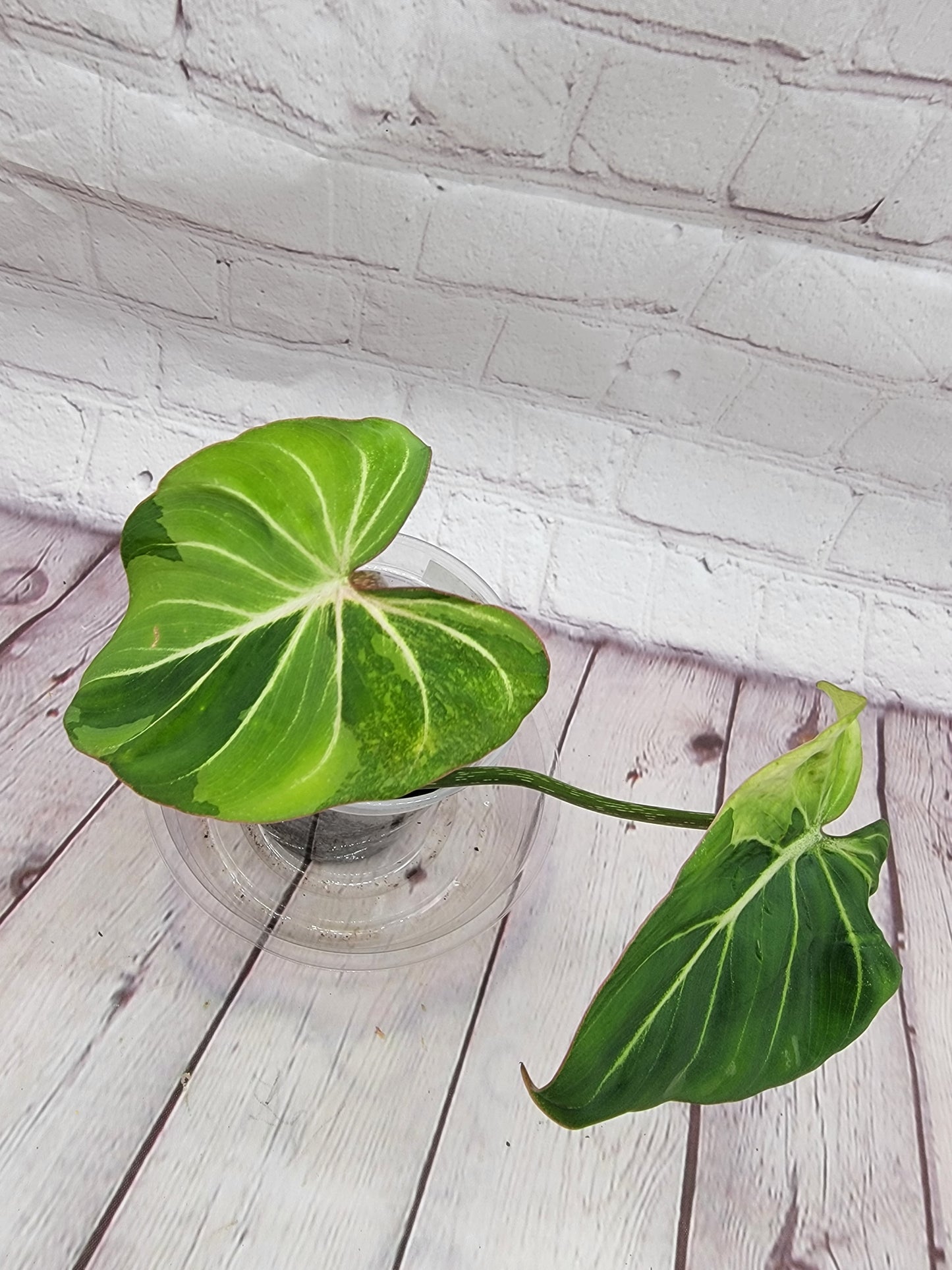 Variegated Philodendron Gloriosum (Green on Green Var)