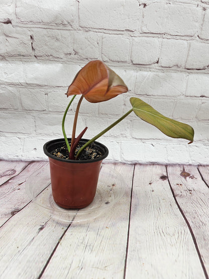 Philodendron Summer Glory small