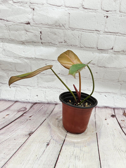 Philodendron Summer Glory small