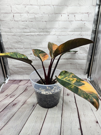 Variegated Philodendron Red Congo