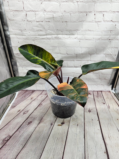 Variegated Philodendron Red Congo