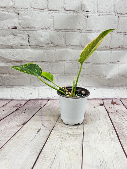 Philodendron Green Congo Hybrid Variegated