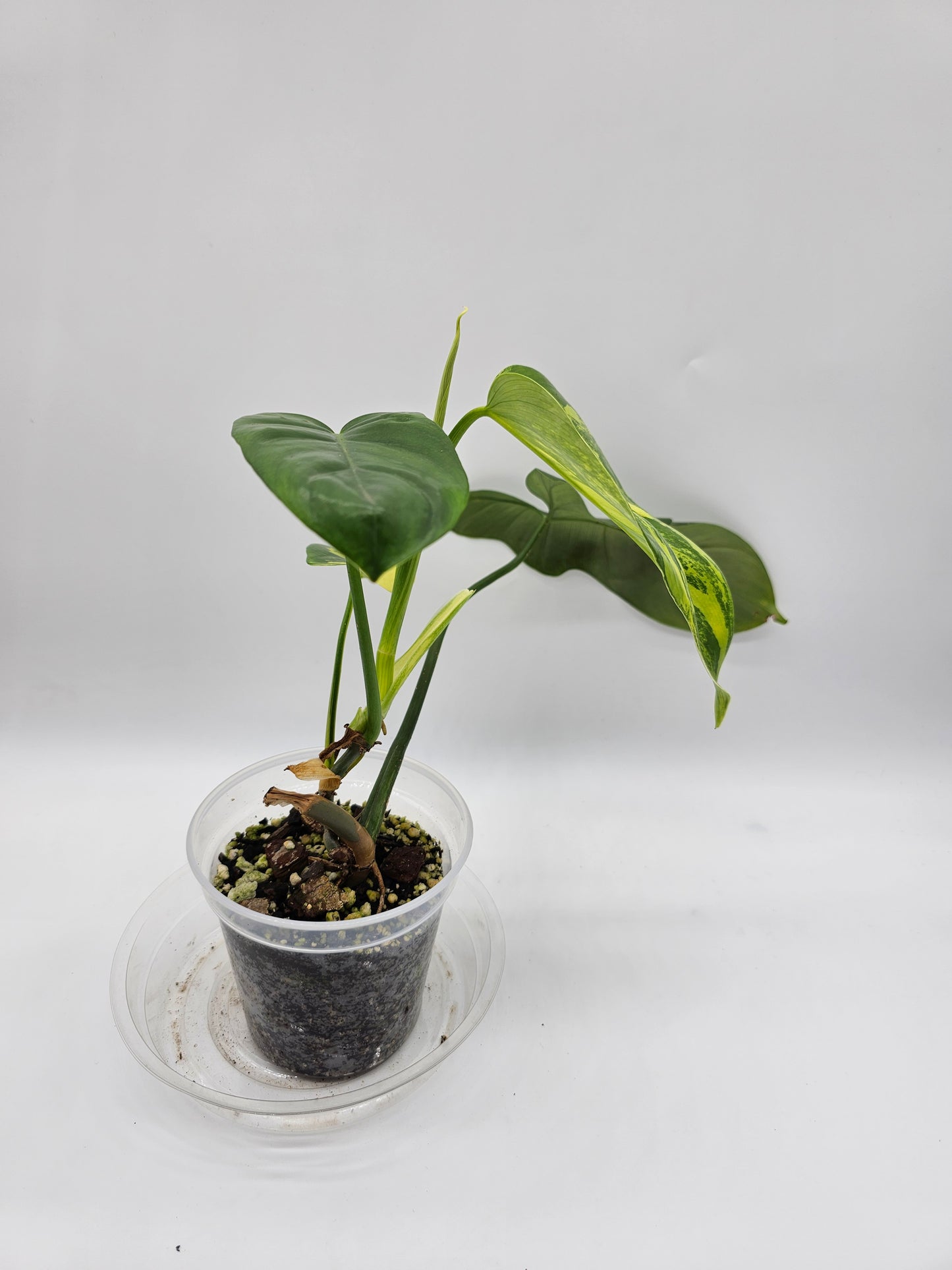 Variegated Philodendron Bipennifolium
