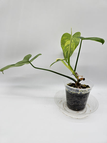 Variegated Philodendron Bipennifolium
