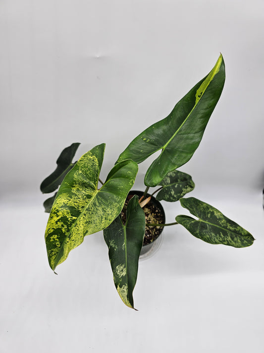 Variegated Philodendron Ilsemanii