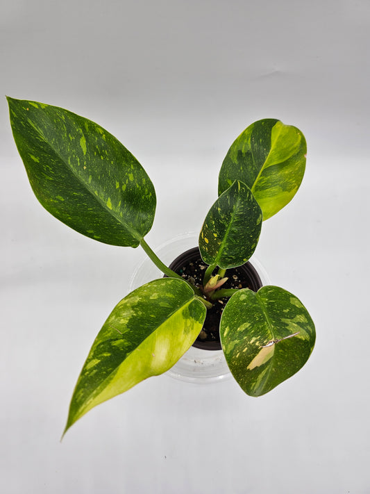 Philodendron Green Congo Hybrid / Nuclear