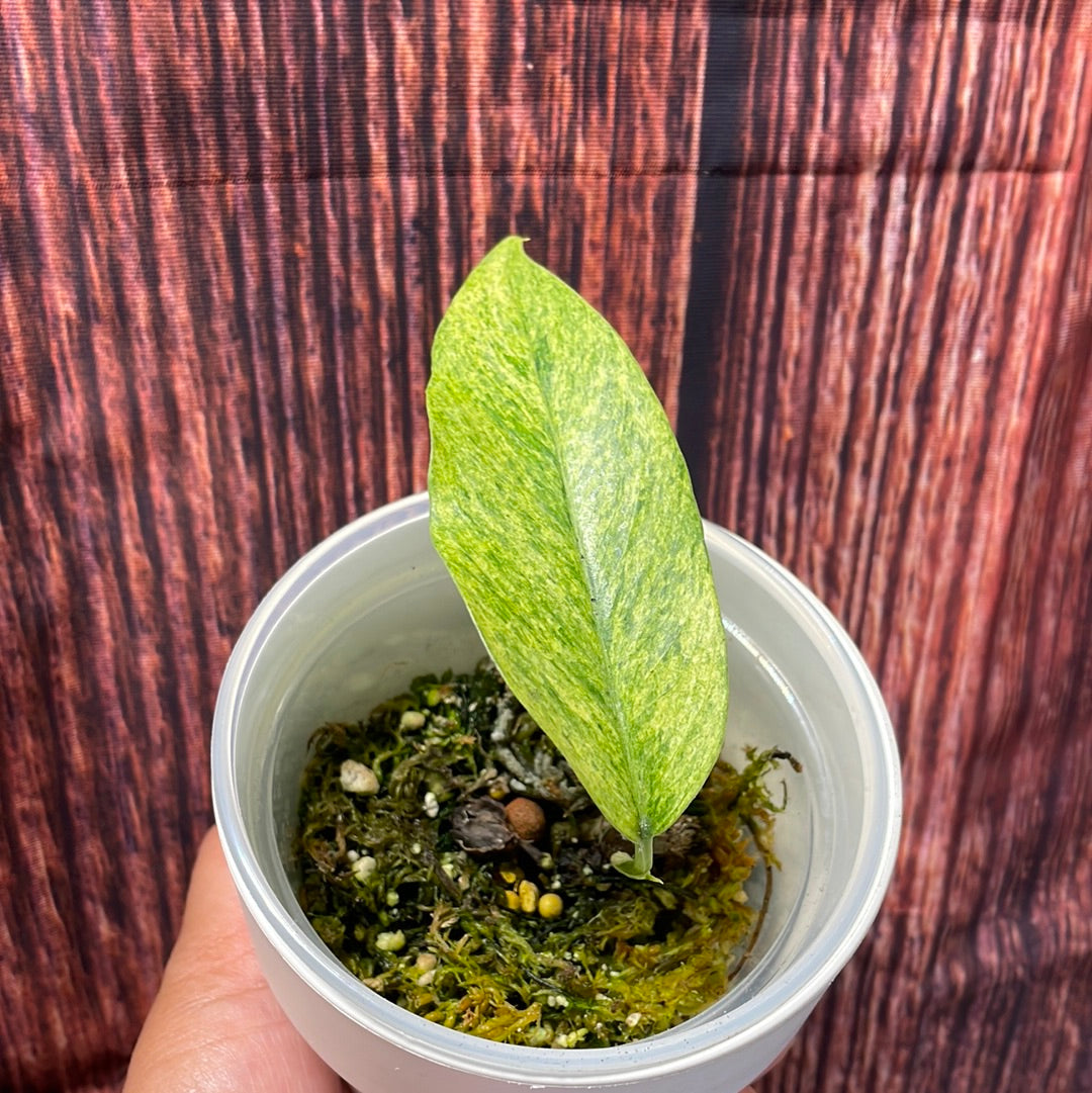 Epipremnum Pinnatum Green Marble Mint