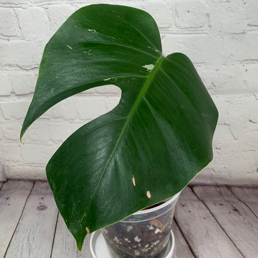 Monstera Mint #2 - With new unfurling leaf