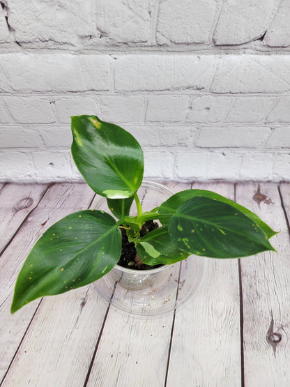 Philodendron White Wizard (low var)