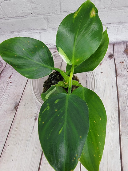 Philodendron White Wizard (low var)