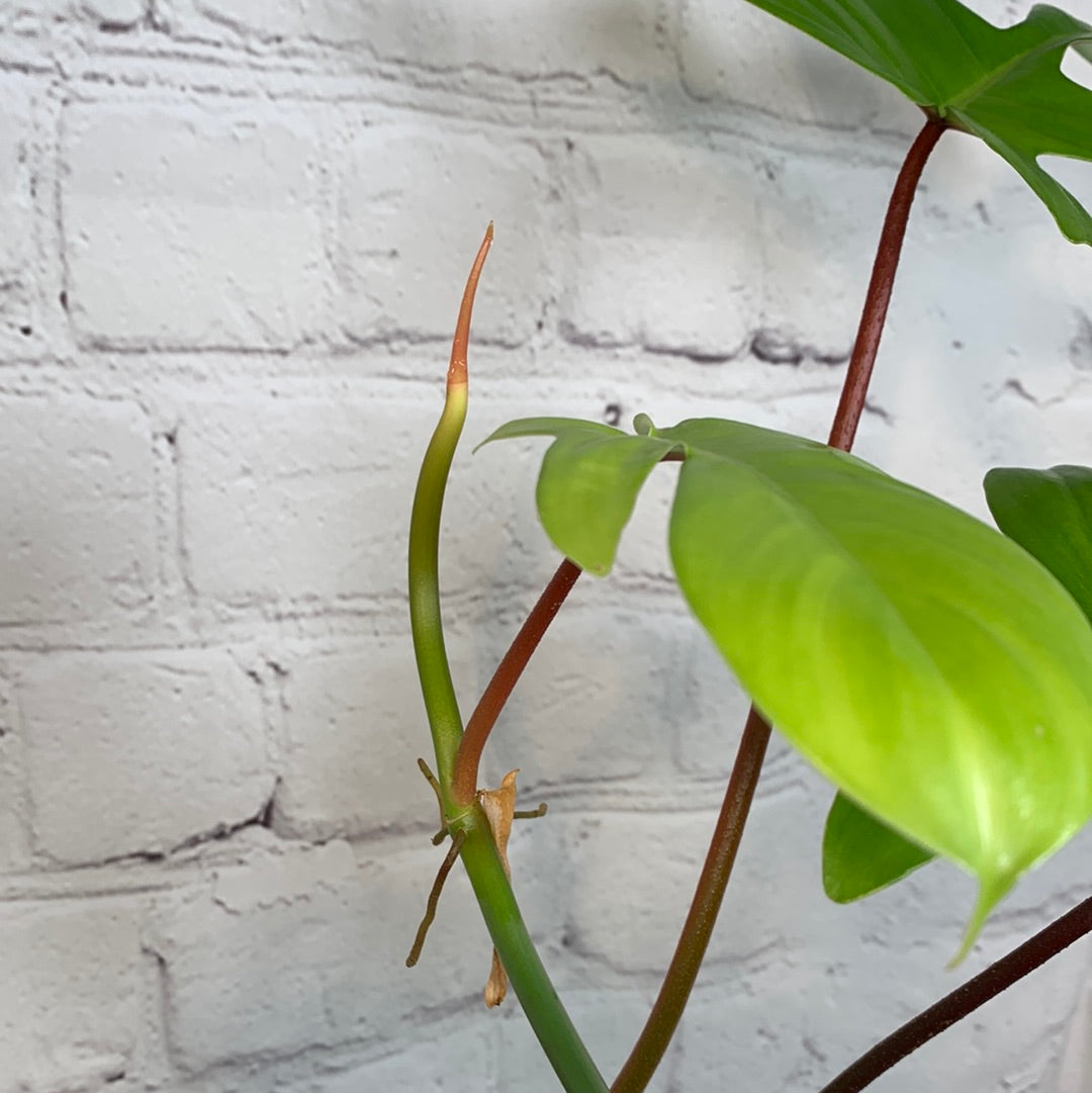 Philodendron Reverted Florida Beauty